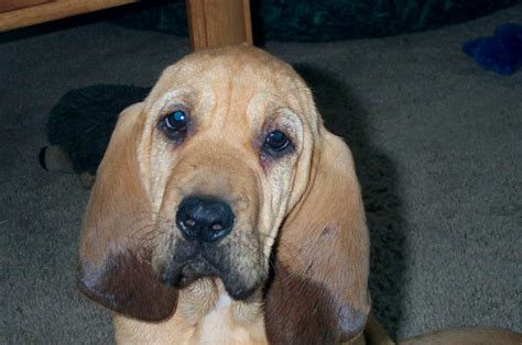 Our bloodhound puppy's ears are perpetually wet because they hang down into the water bowl. : aww