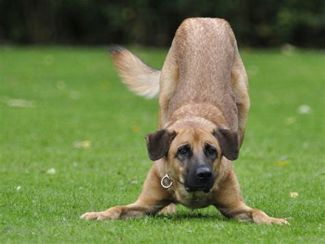 Why Do Dogs Stretch? - Dog Discoveries