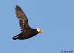 Tufted Puffin - Information and Photos