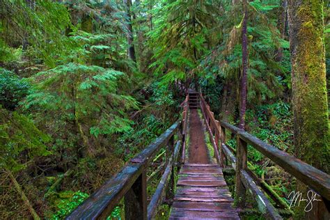 Pacific Rim Rainforest Trail | Pacific Rim National Park, Vancouver ...