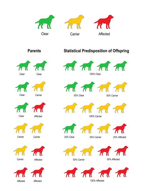 Health and Genetic Testing - Kodalihart Labradors