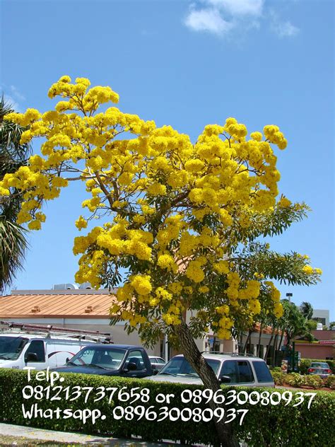 Jual Pohon Tabebuia Kuning Murah | Pohon Tabebuya Kuning Murah ...