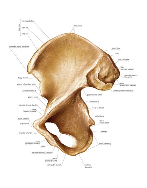 [DIAGRAM] Side View Of Hip Bone Diagram - MYDIAGRAM.ONLINE