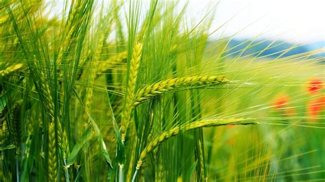 Wheat Wallpapers - Wallpaper Cave