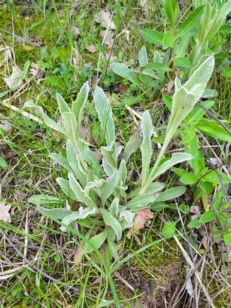 Herbs from Distant Lands: Sideritis scardica - Mursalsky Tea, Ironwort, Greek Moutain Tea