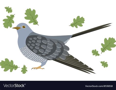 Vector Illustration of cuckoo. Cuckoo on white background. Vector illustration of cuckoo ...