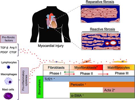 Frontiers | Editorial: Cardiac Fibrosis, From Lineage Tracing to ...