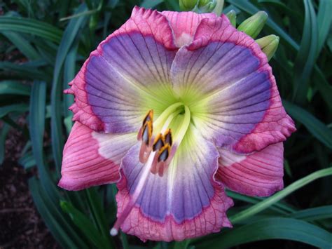 Bill's Daylily Corner: Loving Daylilies!