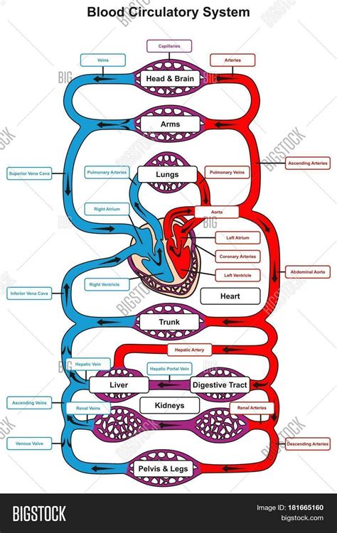 Blood Circulatory System Human Body Image & Photo | Bigstock