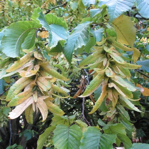 Carpinus betulus 'Fastigiata' in Roath Park Pleasure Garden