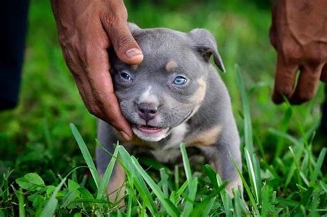 American Bully Puppy Was Born With Blue Eyes