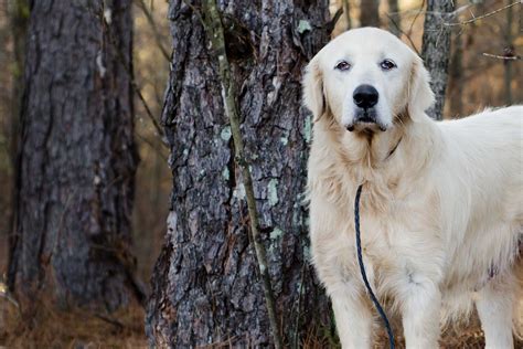 How to Leash Train a Great Pyrenees | Wag!