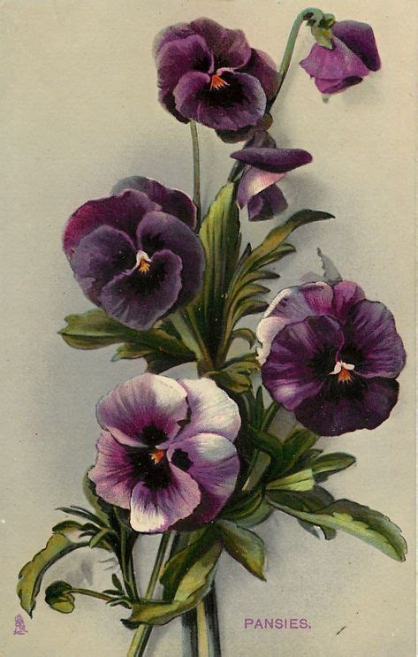 purple pansies in a vase on a white background