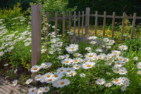 How to Grow and Care for the Oxeye Daisy