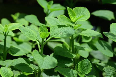 Patta Ajwain: Medicinal plant for home