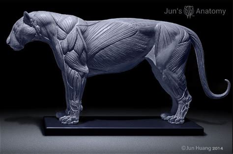 Big Cats anatomy models, lion, tiger, saber-tooth - CGFeedback ...