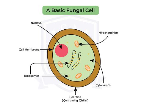 Structure Of Fungal Cell With Diagram Fungi Cell Structure Cell Wall | sexiezpix Web Porn