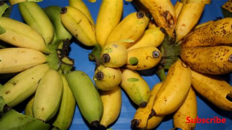 Latundan Banana Facts and Health Benefits + My Harvest - YouTube