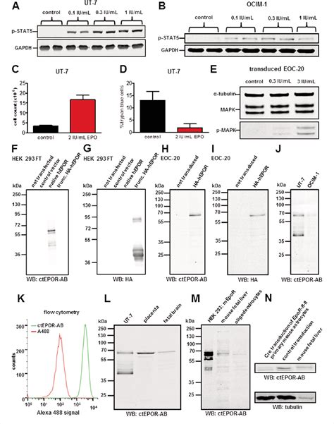 Figure 1 from Widespread Expression of Erythropoietin Receptor in Brain ...