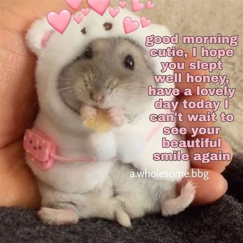 wholesome hamster in 2020 | Funny good morning memes, Flirty memes ...