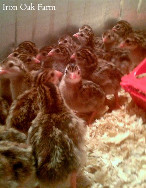 Guinea Keets | Community Chickens