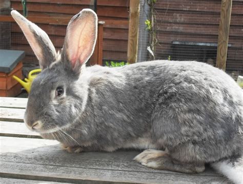 Continental Giant Rabbit: Facts, Temperament, Care, with Pictures