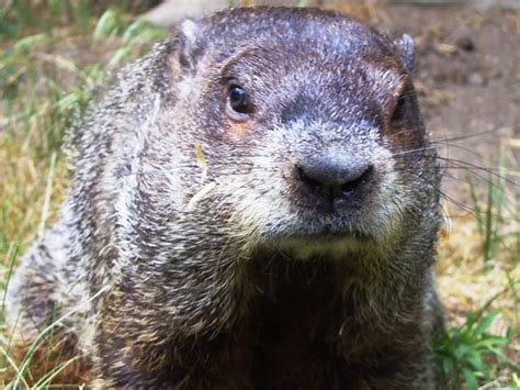 LIVE AT 8:15AM: Michigan's groundhog Woody makes prediction - WXYZ.com