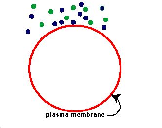 Endocytosis GIFs - Find & Share on GIPHY