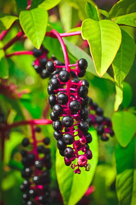 Elderberry Vs Elderflower Taste | Best Flower Site