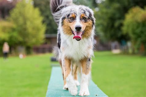 Australian Shepherd Training Tips & Tricks | Canna-Pet®