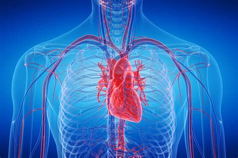 Heart Transplant Surgery: Preparation and Procedure - Sastahy