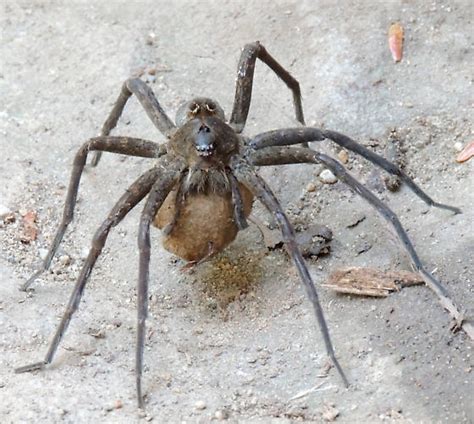 'monkey-faced' spider - Dolomedes vittatus - BugGuide.Net