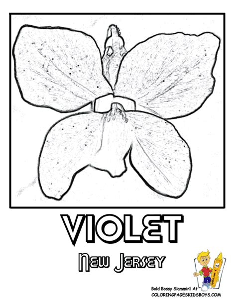 New Jersey State Flower Coloring Page | Violet Flower Coloring Pages, Free Coloring Pages, Rare ...