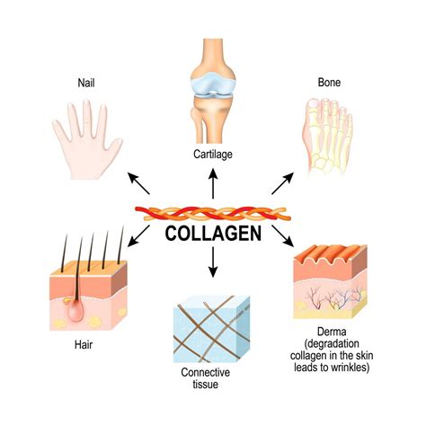 A Closer Look at Collagen and Antiaging