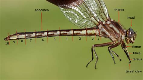 Dragonfly Anatomy