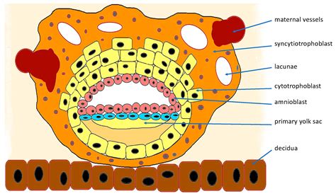 IJERPH | Free Full-Text | Placental Syndromes—A New Paradigm in ...