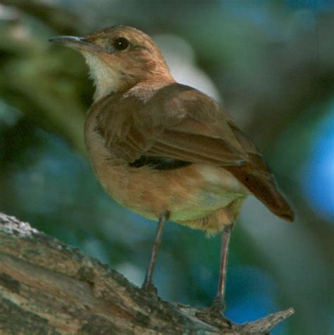 Rufous Hornero (Furnarius rufus)