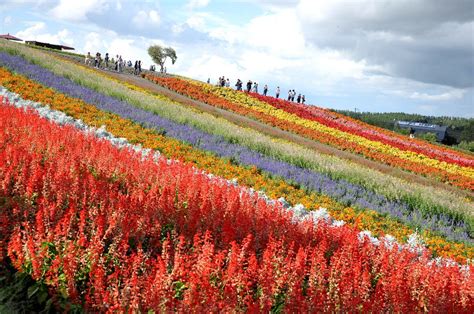 Shikisai No Oka Flower Garden Wallpapers - Wallpaper Cave