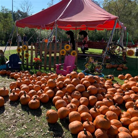 Best Pumpkin Farms Near Me — Top Pumpkin Farms Near Me To Visit In 2021