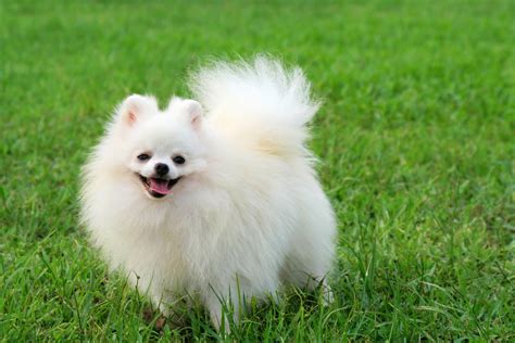 Pomeranian Dog Breed » Information, Pictures, & More