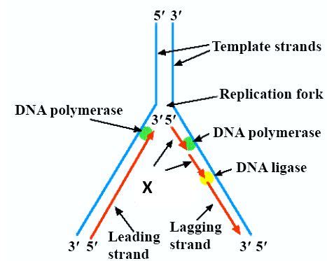 Draw a labelled diagram of replicating fork in DNA helix