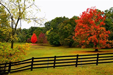 Download Fence Tree Nature Fall 4k Ultra HD Wallpaper