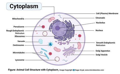 Neat Animal Cell Easy Drawing And Label : How To Draw An Animal Cell ...