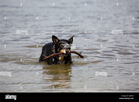 Dog playing fetch Stock Photo - Alamy