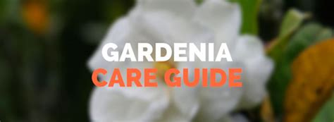 Gardenia Plant Care: growing, planting, cutting. Diseases, pests, seed germination, leaves