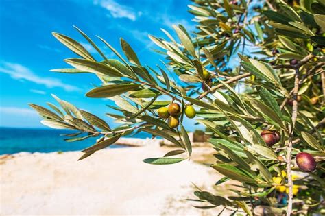 Premium Photo | Mediterranean olive tree