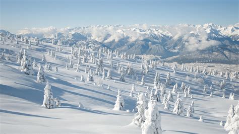 Snow Covered Trees on a Mountain Side : pics