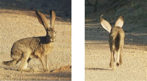 Arizona: Beetles, Bugs, Birds and more: Which Jackrabbit?