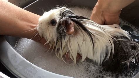 How to Bathe a Guinea Pig: Complete Step by Step Guide 2022