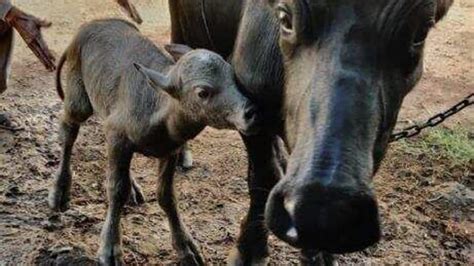 India’s first Banni buffalo IVF calf born. See photo | Today News